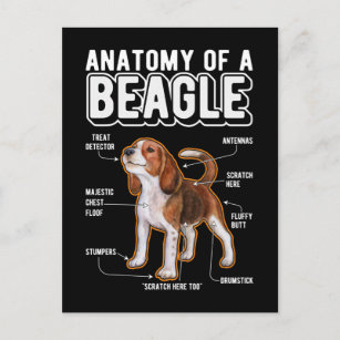 Beagle Anatomy Funny Dog Postcard