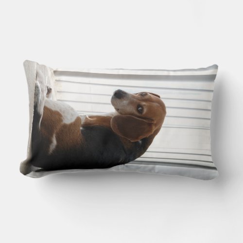 Beagle attitude lumbar pillow
