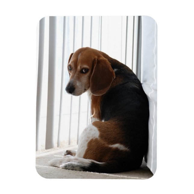 beagle attitude magnet (Vertical)