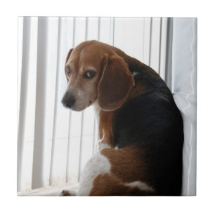 beagle attitude tile
