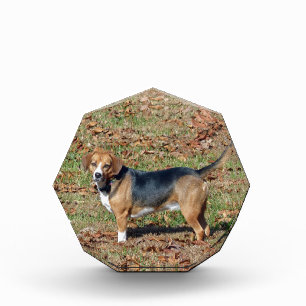 Beagle Award