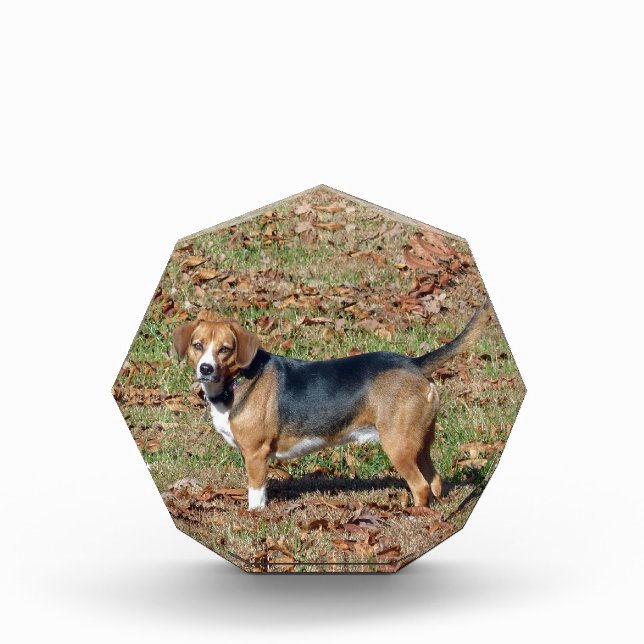 Beagle Award (Front)