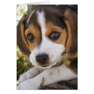 Beagle Baby Dog Cards