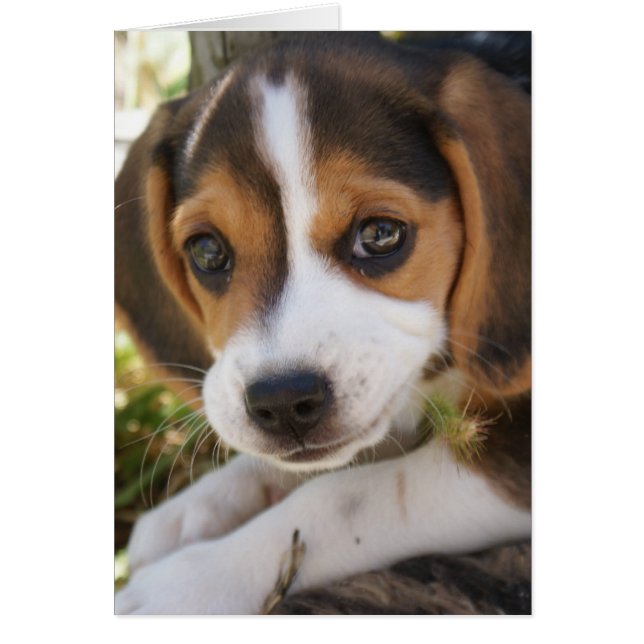 Beagle Baby Dog Cards (Front)