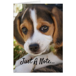 Beagle Baby Dog Cards