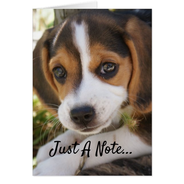 Beagle Baby Dog Cards (Front)