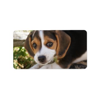 Beagle Baby Dog Label by bonfireanimals at Zazzle