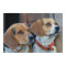 Beagle Best Friends