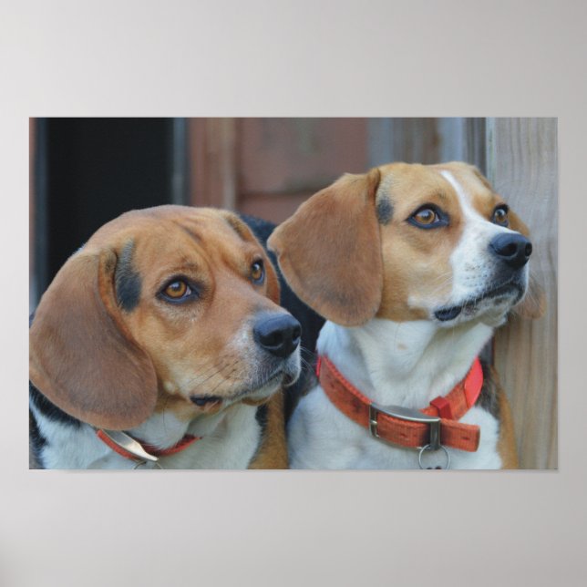 Beagle Best Friends Poster (Front)