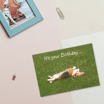 Beagle Birthday Card (funny) by Mousefx at Zazzle