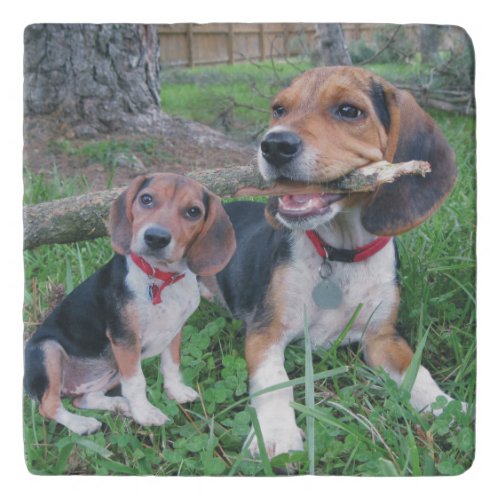 Beagle Buddies Chew Time Trivet