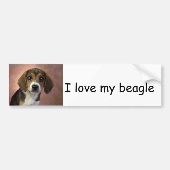 Beagle Bumper Sticker (Front)