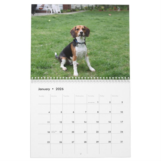 Beagle Calander Calendar (Jan 2026)