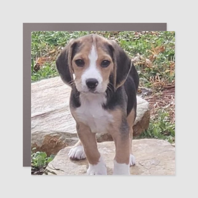 Beagle Car Magnet (Front)