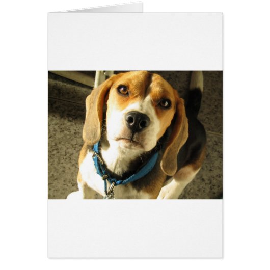 Beagle Cards (Front)