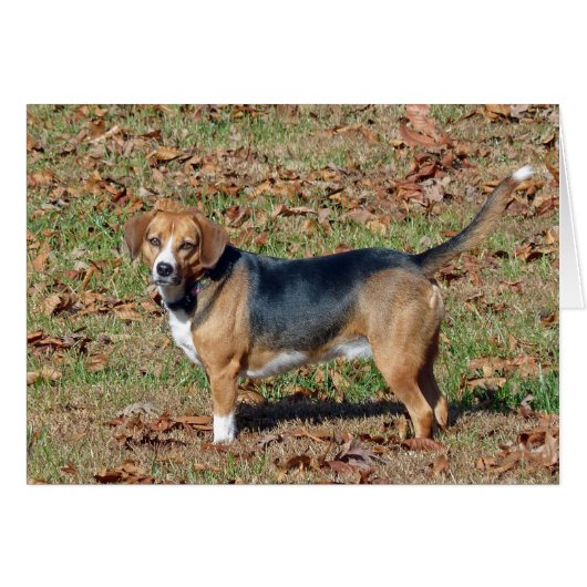 Beagle Cards (Front Horizontal)
