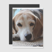 beagle chilling 2.png (Front/Back)