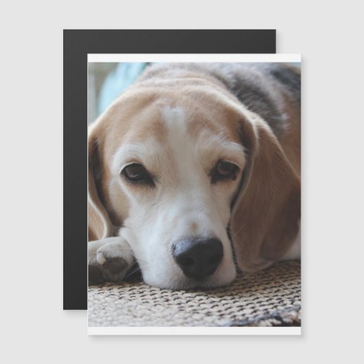 beagle chilling 2.png (Front/Back)