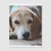 beagle chilling 2.png (Front)