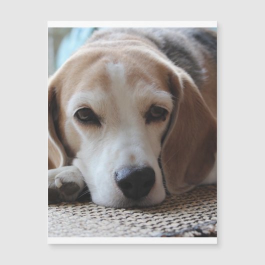 beagle chilling 2.png (Front)