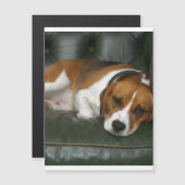 beagle chilling.png (Front/Back)