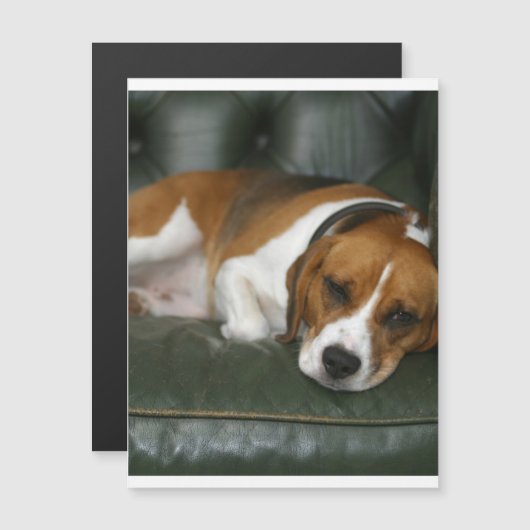 beagle chilling.png (Front/Back)