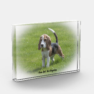 Beagle Dog. Acrylic Award