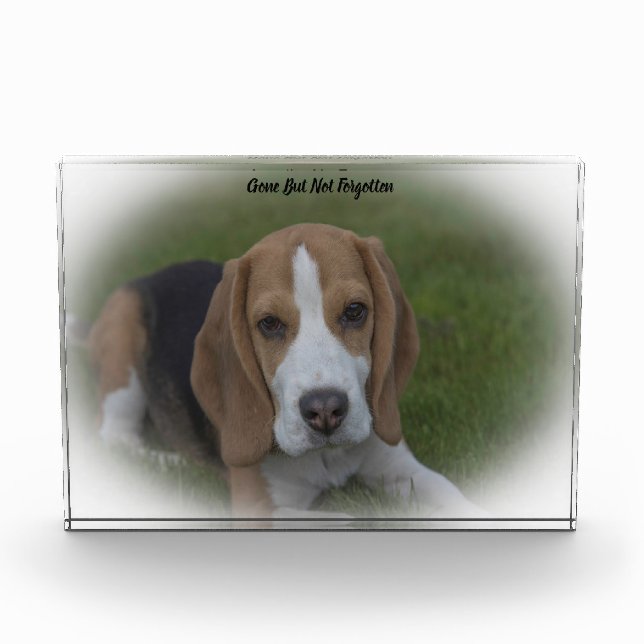Beagle Dog. Acrylic Award (Front)