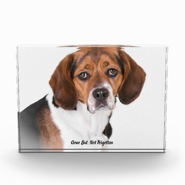 Beagle Dog. Acrylic Award (Front)