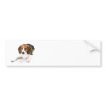 Beagle Dog Bumper Sticker