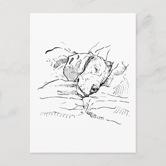 Beagle Dog Lover Illustration  Postcard (Front)