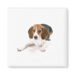 Beagle Dog Magnet