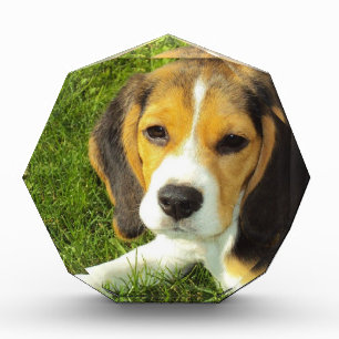 Beagle Dog Pet Animals Peace Love Award