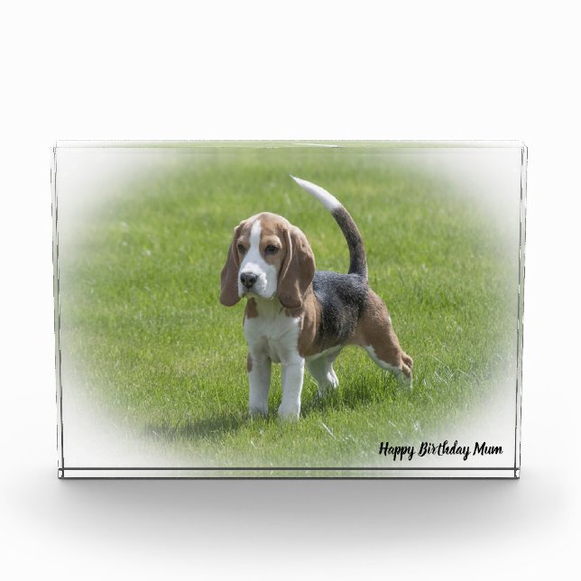 Beagle Dog. Photo Block (Front)