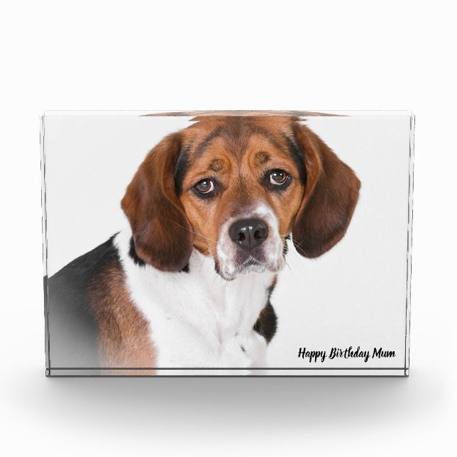 Beagle Dog. Photo Block (Front)