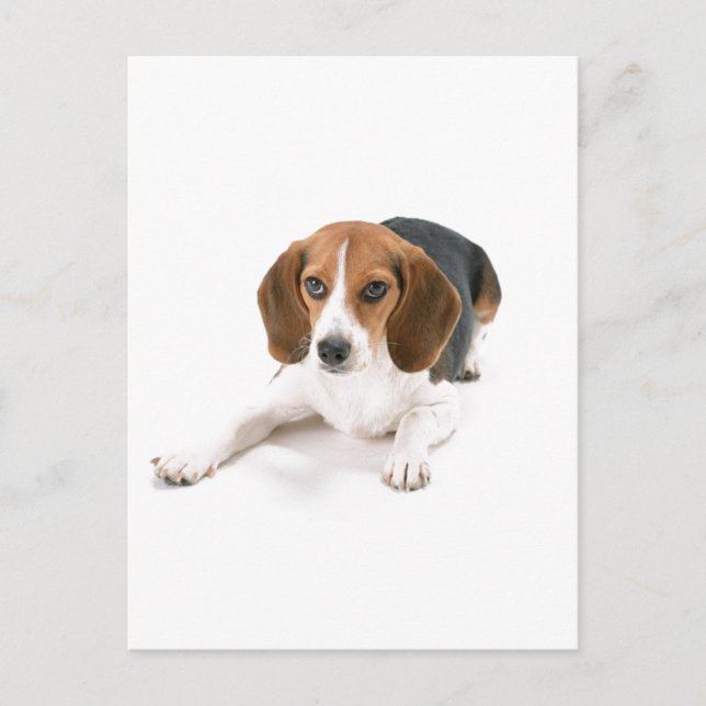 Beagle Dog Postcard (Front)