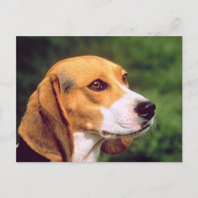 Beagle Dog Postcard (Front)