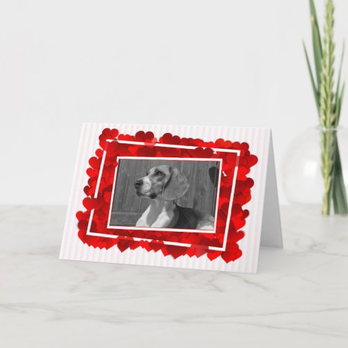 Beagle Dog With Red Hearts Valentine Holiday Card