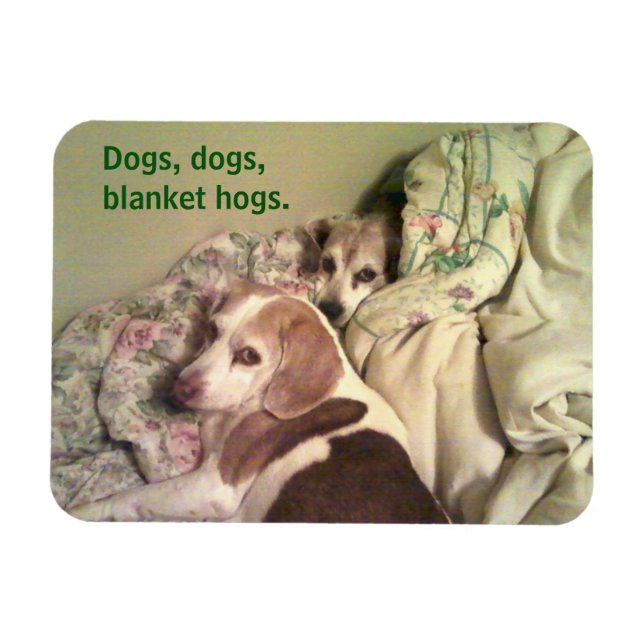Beagle "Dogs, Dogs, Blanket Hogs" 3x4 Magnet (Horizontal)