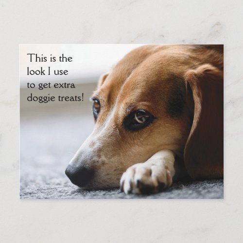 Beagle Extra Doggie Treats postcard