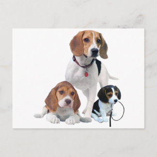Beagle Family Postcard