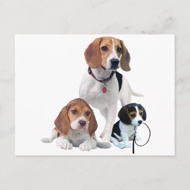 Beagle Family Postcard (Front)