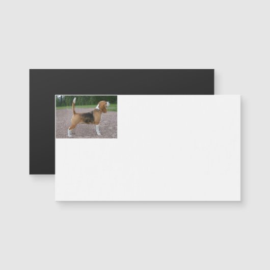 beagle full 2.png (Front/Back)