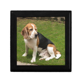 Beagle Gift Box