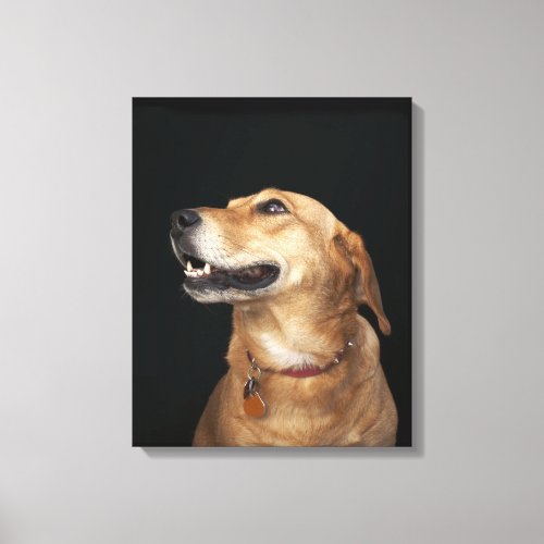 Beagle Golden Lab Mix looking to the side Canvas Print