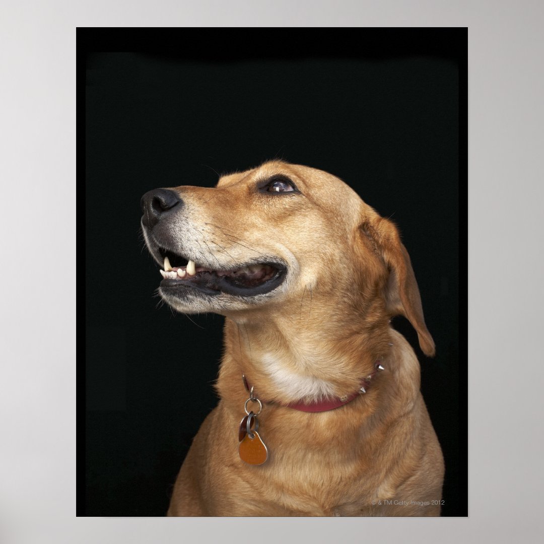 Beagle Golden Lab Mix looking to the side Poster Zazzle