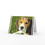 Beagle Greeting Cards