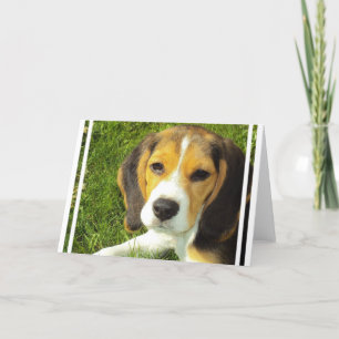 Beagle Greeting Cards