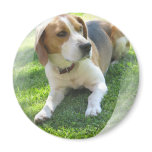 Beagle Hound Dog Round Magnet