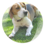 Beagle Hound Dog Sticker